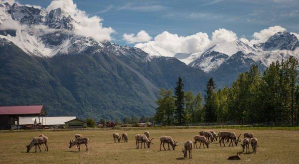 The Adorable Reindeer Farm In Alaska Your Whole Family Will Love