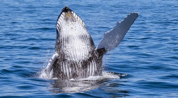 Not Many People Know About This Whale Sanctuary Right Here In Massachusetts