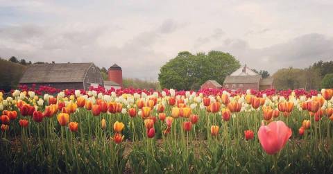 The Dreamy Tulip Farm In Rhode Island You'll Want To Visit This Spring