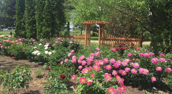 The Dreamy Peony Farm In Iowa You’ll Want To Visit This Spring