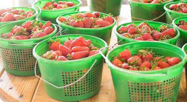 The Strawberry Festival In Georgia Is The Most Charming Way To Celebrate Spring