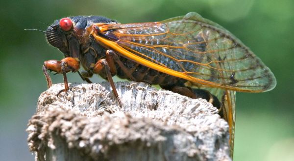 Get Ready For A Massive Swarm Of Cicadas To Invade Pennsylvania This Spring