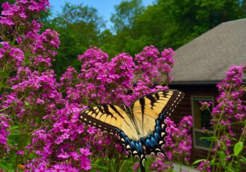 The Butterfly Forest In Delaware That’s The Perfect Family Destination