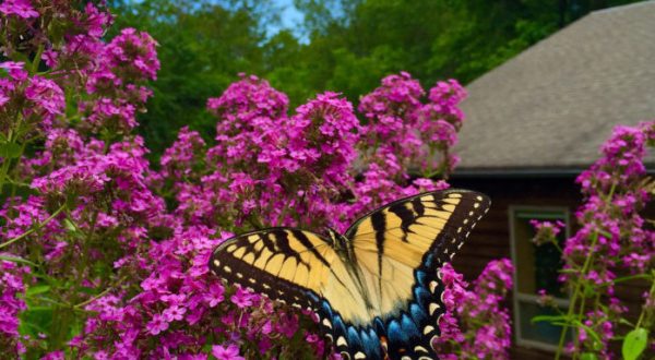 The Butterfly Forest In Delaware That’s The Perfect Family Destination