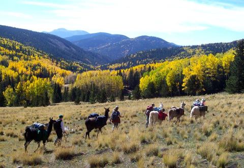 Go Hiking With Llamas In New Mexico For An Adventure Unlike Any Other
