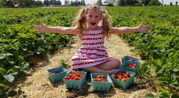 Take The Whole Family On A Day Trip To This Pick-Your-Own Strawberry Farm In New Jersey