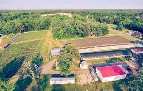 Take The Whole Family On A Day Trip To This Pick-Your-Own Strawberry Farm In North Carolina