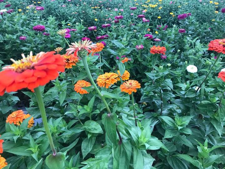 flower fields in Mississippi
