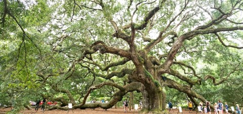 This South Carolina Ancient Tree Is The Coolest Thing You'll Ever See For Free