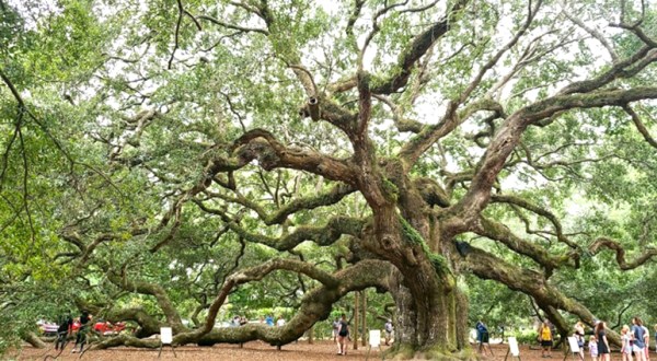 This South Carolina Ancient Tree Is The Coolest Thing You’ll Ever See For Free