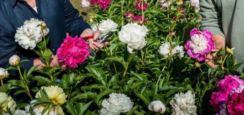 This Upcoming Peony Festival In North Carolina Belongs On Everyone's Bucket List This Spring