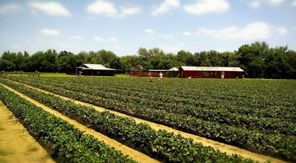 A Trip To This Sweet Berry Farm Near Austin Will Make Your Spring Complete