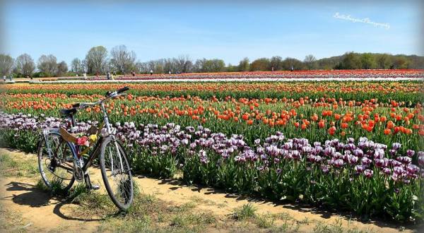 These 12 Terrific Photos Are The Reason Why We Love Spring In New Jersey