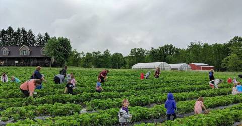 Take The Whole Family On A Day Trip To This Pick-Your-Own Strawberry Farm In West Virginia