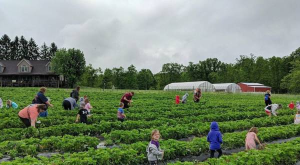 Take The Whole Family On A Day Trip To This Pick-Your-Own Strawberry Farm In West Virginia