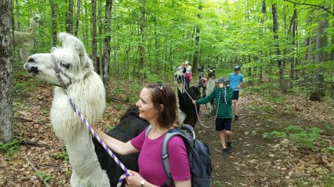 Go Hiking With Llamas In New York For An Adventure Unlike Any Other