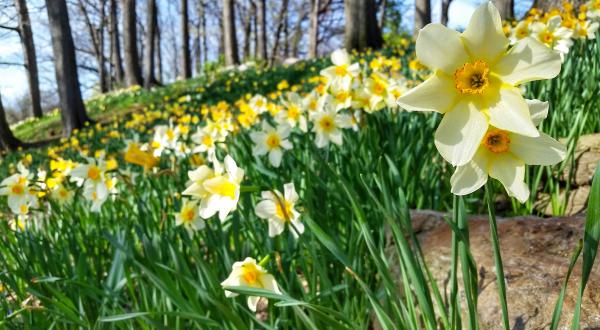 A Trip To Cleveland’s Neverending Daffodil Field Will Make Your Spring Complete