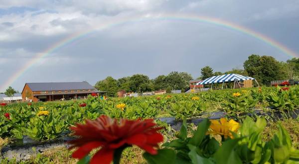 Take The Whole Family On A Day Trip To Blooms & Berries Farm Market, A Pick-Your-Own Farm Near Cincinnati