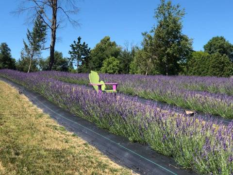 The Beautiful Lavender Farm Hiding In Plain Sight Near Detroit That You Need To Visit