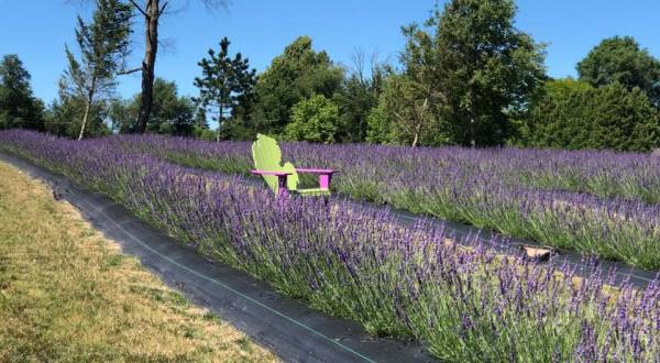 The Beautiful Lavender Farm Hiding In Plain Sight Near Detroit That You Need To Visit
