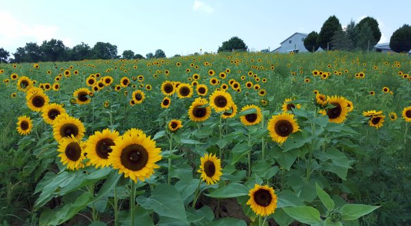 Visit This Flower Farm In New Jersey For That Beautiful Scenic Experience You Crave
