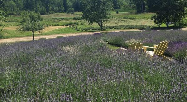 Visit This Lavender Farm In Maine For That Beautiful Scenic Experience You Crave