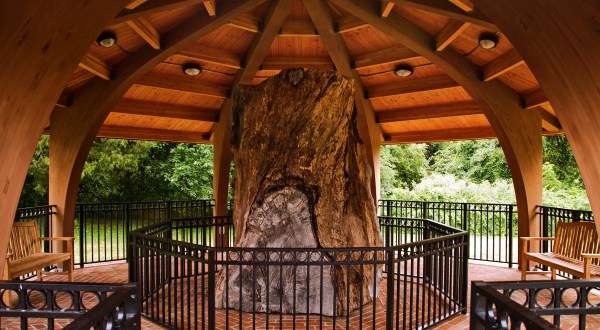There’s No Other Historical Landmark In Maryland Quite Like This 400-Year-Old Tree