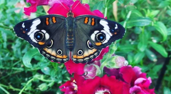 The Butterfly Forest In Idaho That’s The Perfect Family Destination