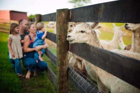 You Can Hang Out With Alpacas At This One-Of-A-Kind Farm In Kentucky