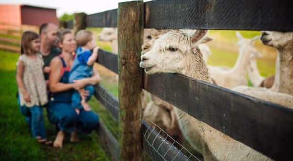 You Can Hang Out With Alpacas At This One-Of-A-Kind Farm In Kentucky