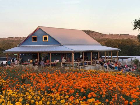 The Dreamy Wildflower Farm Near Austin You'll Want To Visit This Spring