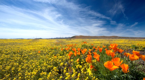 This Poppy Reserve In Arizona Will Be In Full Bloom Soon And It’s An Extraordinary Sight To See