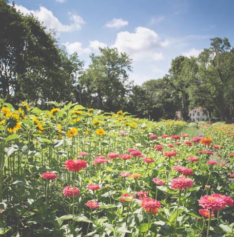 A Visit To This Blooming Flower Farm In Massachusetts Will Enchant You Beyond Words