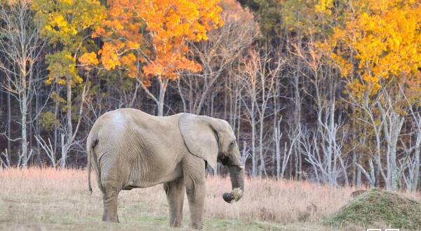 This Hidden Sanctuary Near Nashville Is Home To One Of The Largest Herds Of Elephants In America