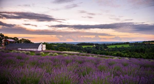The Dreamy Lavender Farm In Pennsylvania You’ll Want To Visit This Spring
