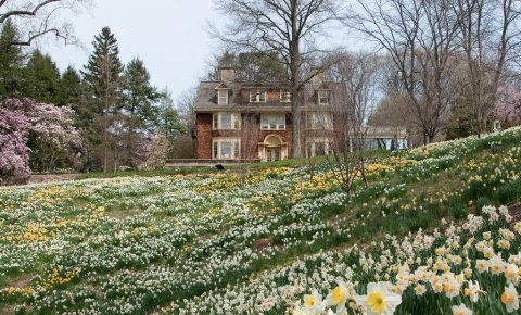 The Dreamy Daffodil Fields In New Jersey You’ll Want To Visit This Spring