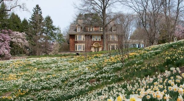 The Dreamy Daffodil Fields In New Jersey You’ll Want To Visit This Spring