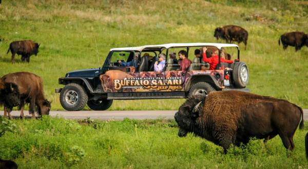There Is No Better Place To See South Dakota Wildlife Than This Epic Tour