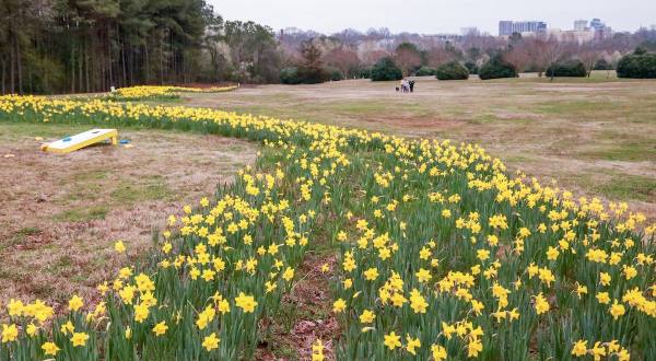 The Daffodil Trail At This North Carolina Park Is A Magical Sight To Behold