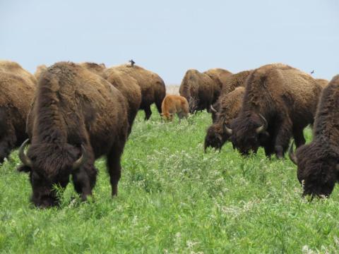 The Magical Place In Missouri Where You Can View A Wild Bison Herd