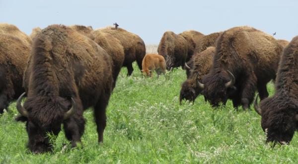 The Magical Place In Missouri Where You Can View A Wild Bison Herd