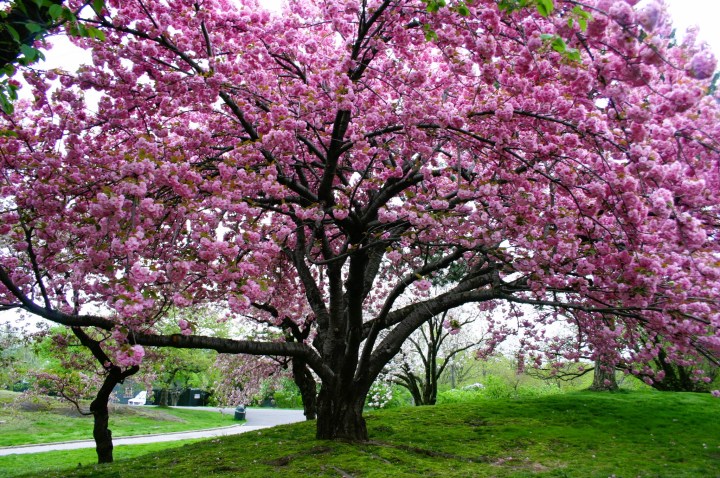 cherry blossoms in Washington, D.C.