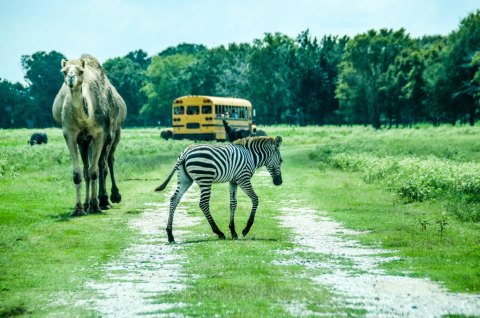 Take A Walk On The Wild Side At This Unique Safari Park In Louisiana