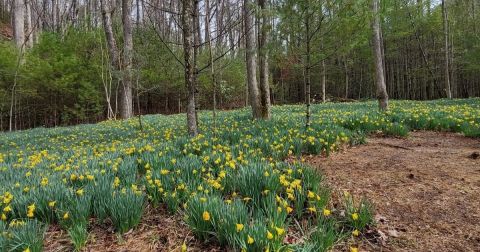 Thousands Of Daffodils Fill A Ghost Garden At The End Of This Spring Hike In North Carolina