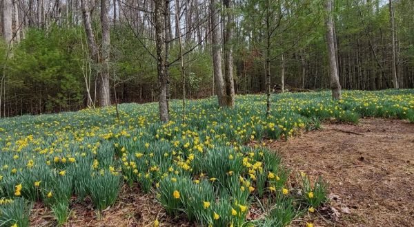 Thousands Of Daffodils Fill A Ghost Garden At The End Of This Spring Hike In North Carolina