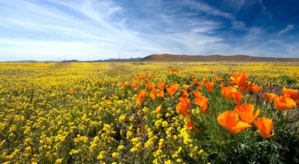 Take This Road Trip To The 8 Most Eye-Popping Poppy Fields In Arizona