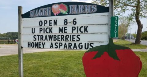 Take The Whole Family On A Day Trip To This Pick-Your-Own Strawberry Farm In Delaware