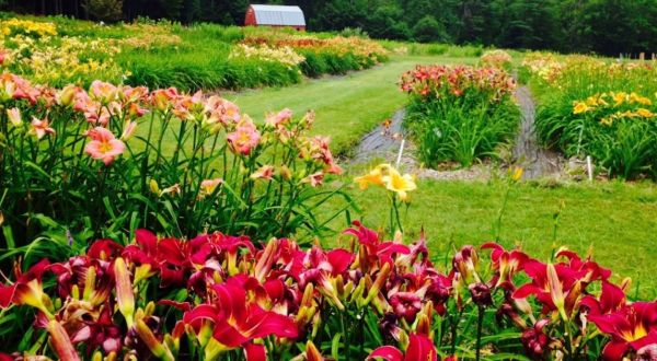 Make Spring Special With These 8 Farms In New Hampshire Where You Can Cut Your Own Flowers