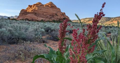These Dazzling Desert Wildflowers In Utah Should Be On Your Spring Bucket List