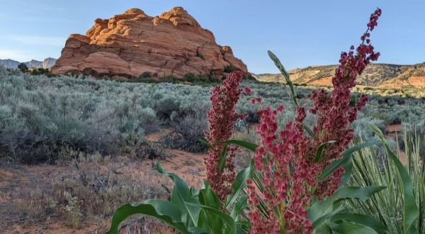 These Dazzling Desert Wildflowers In Utah Should Be On Your Spring Bucket List